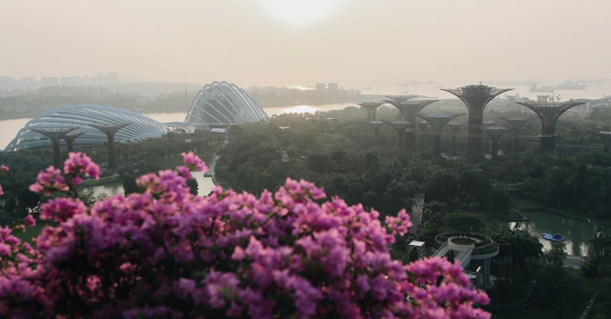Vue aérienne des serres et des Supertrees de Gardens by the Bay