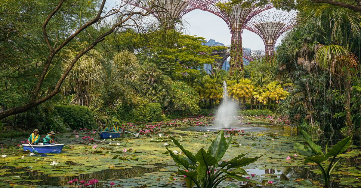 découvrez les singapore botanic gardens, un écrin de verdure tropical au cœur de singapour, célèbre pour ses paysages luxuriants et son jardin national des orchidées.