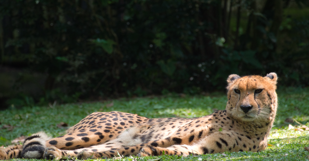 réservez vos billets pour le singapore zoo et le night safari : découvrez des animaux fascinants le jour et vivez un safari nocturne inoubliable.