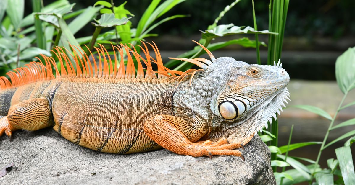 book your tickets for Singapore Zoo and Night Safari: discover wildlife by day and night in Singapore.