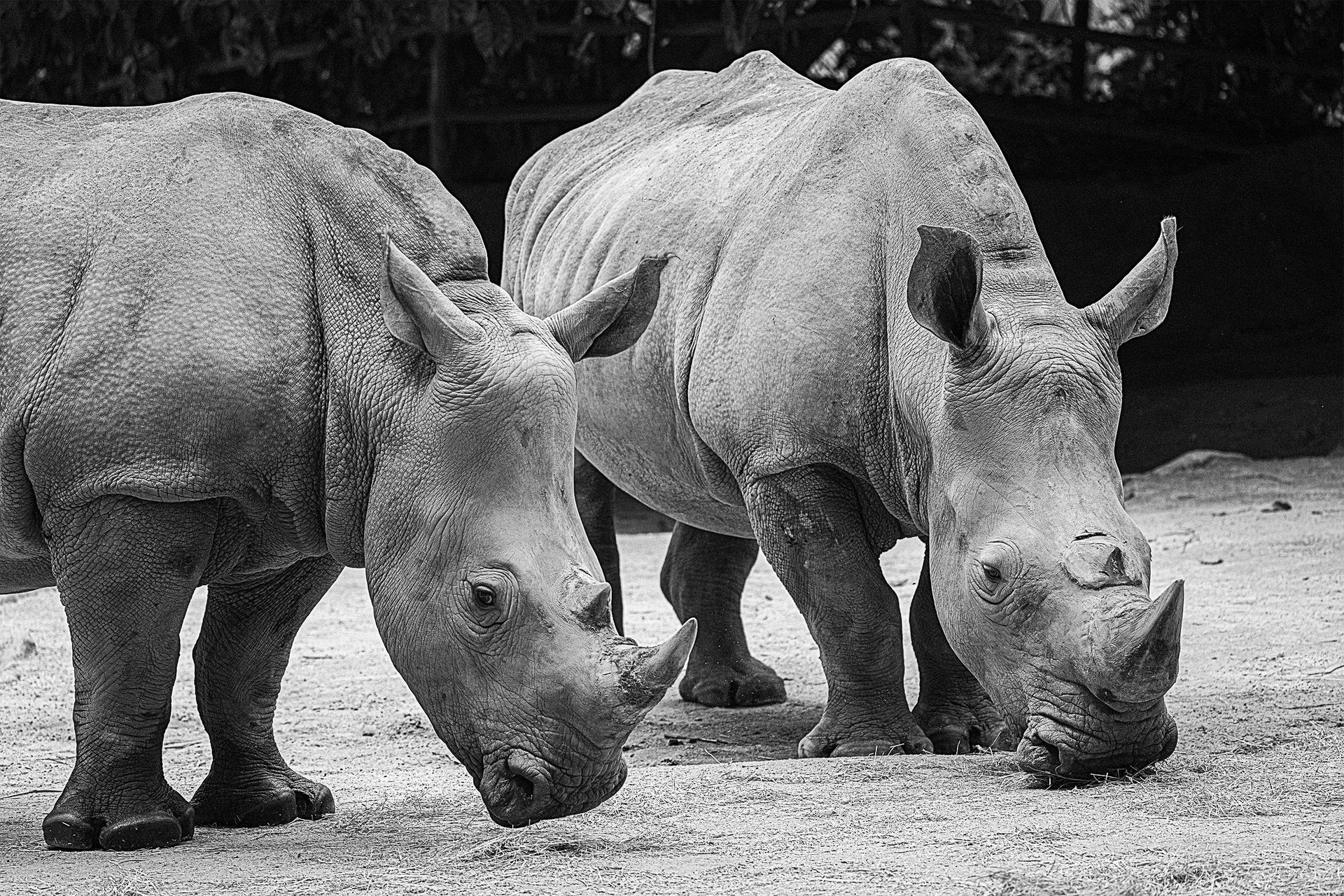 Safari nocturne et zoo de Singapour
