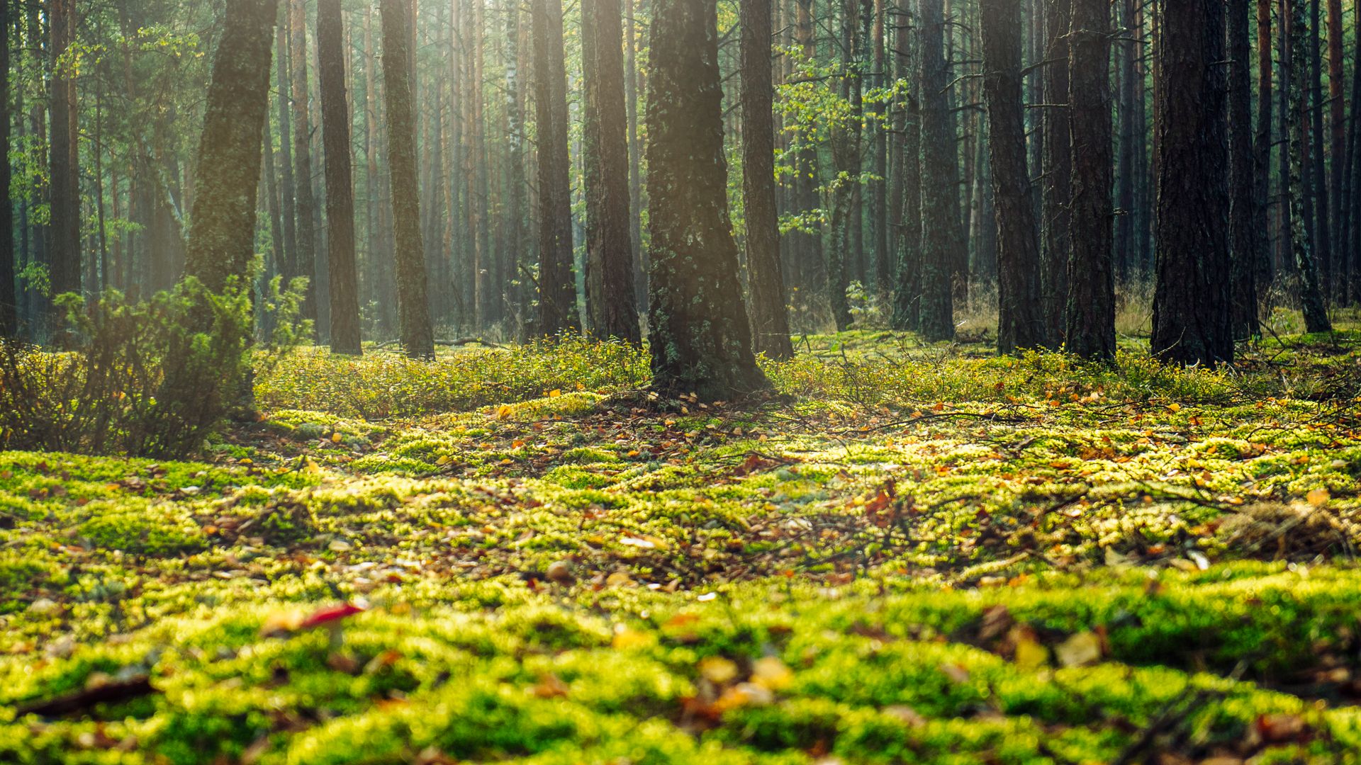 Forêt