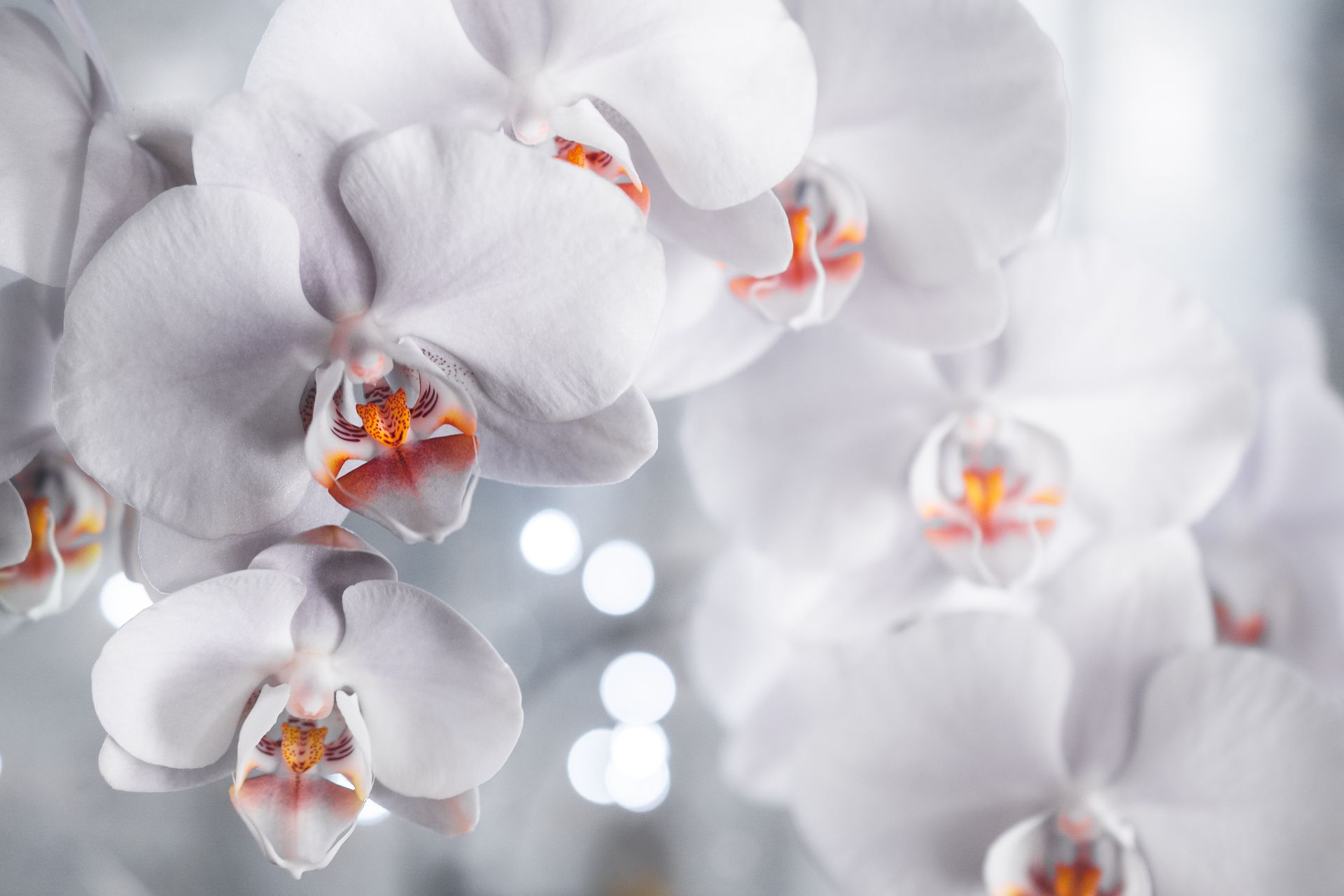 National Orchid Garden