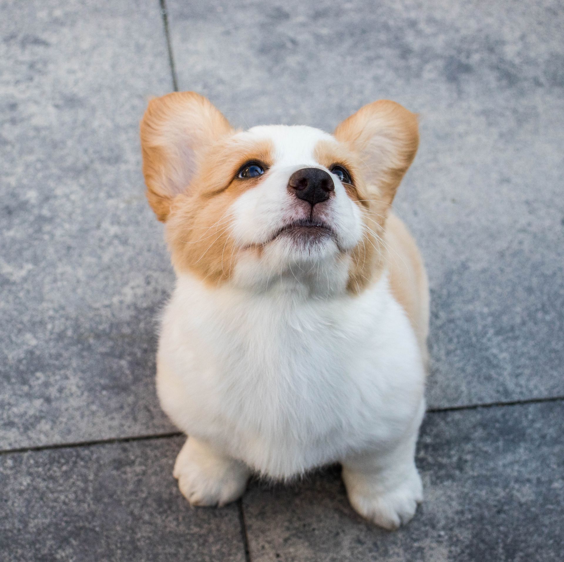 Jouet interactif pour chien