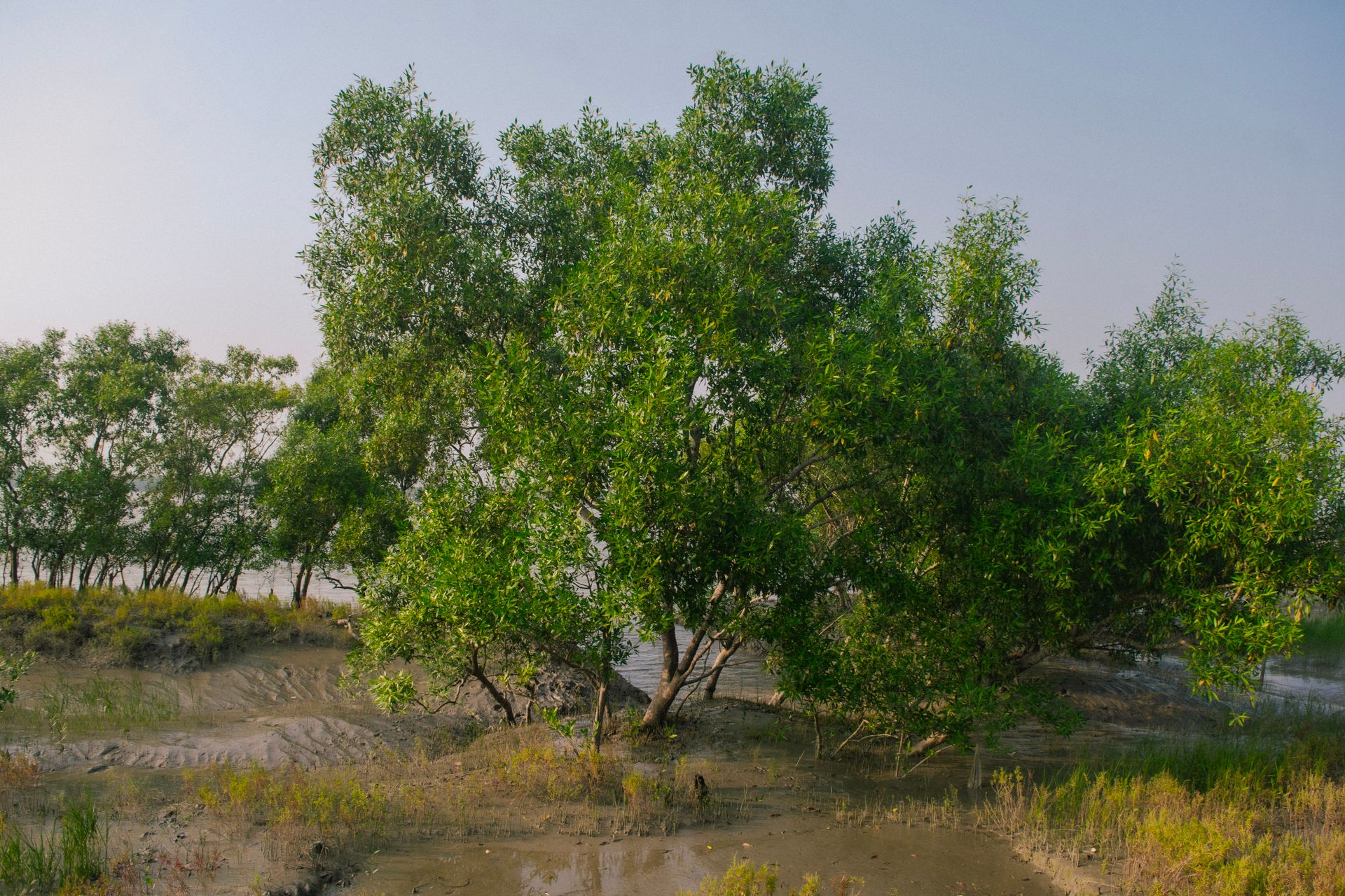 Sungei Buloh Wetland