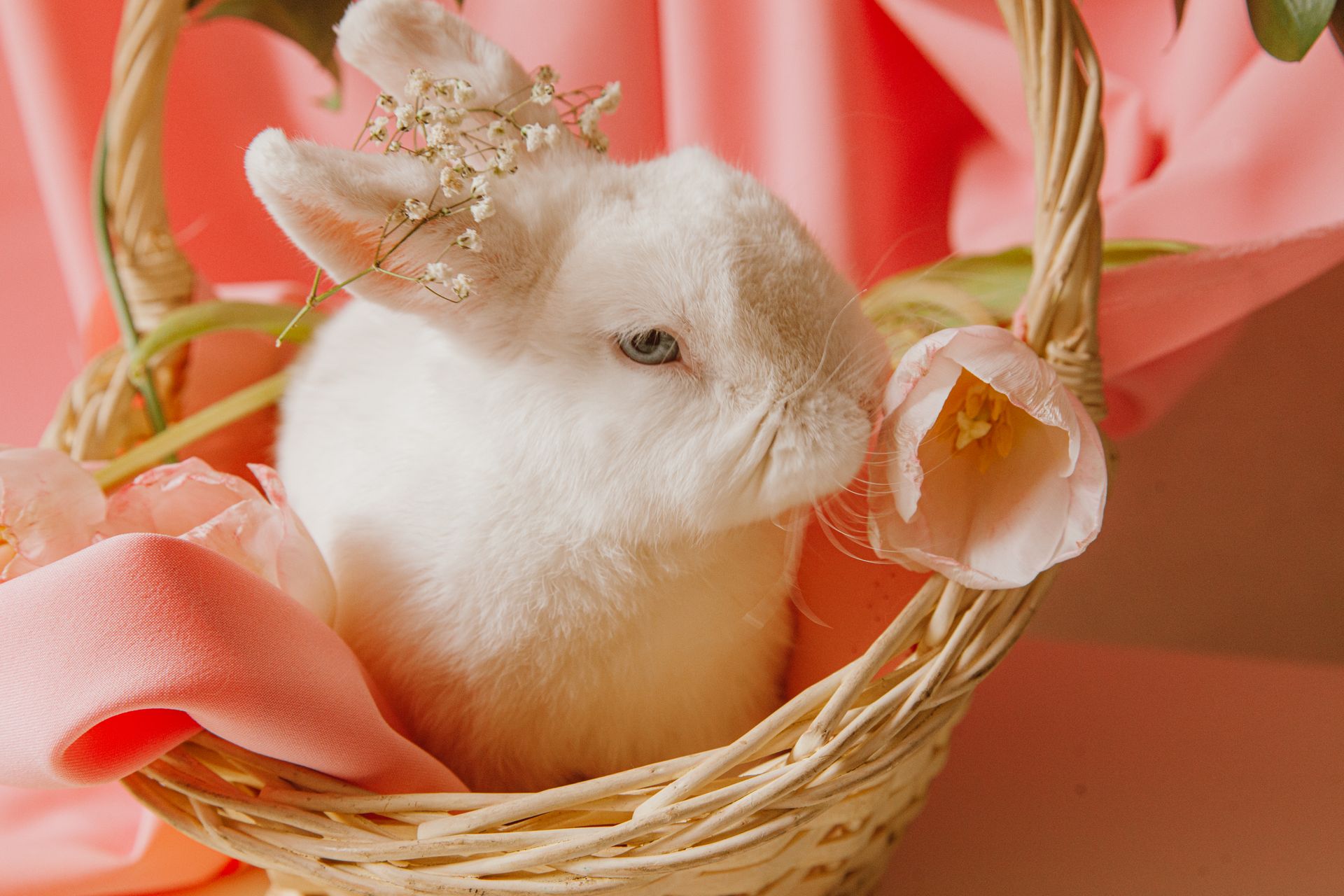 Hamster dans un grand terrarium