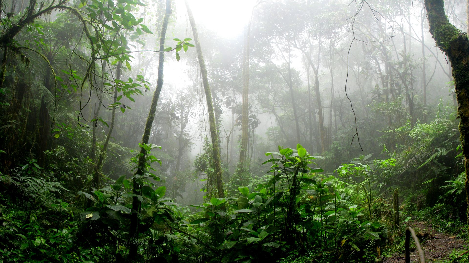 Nature