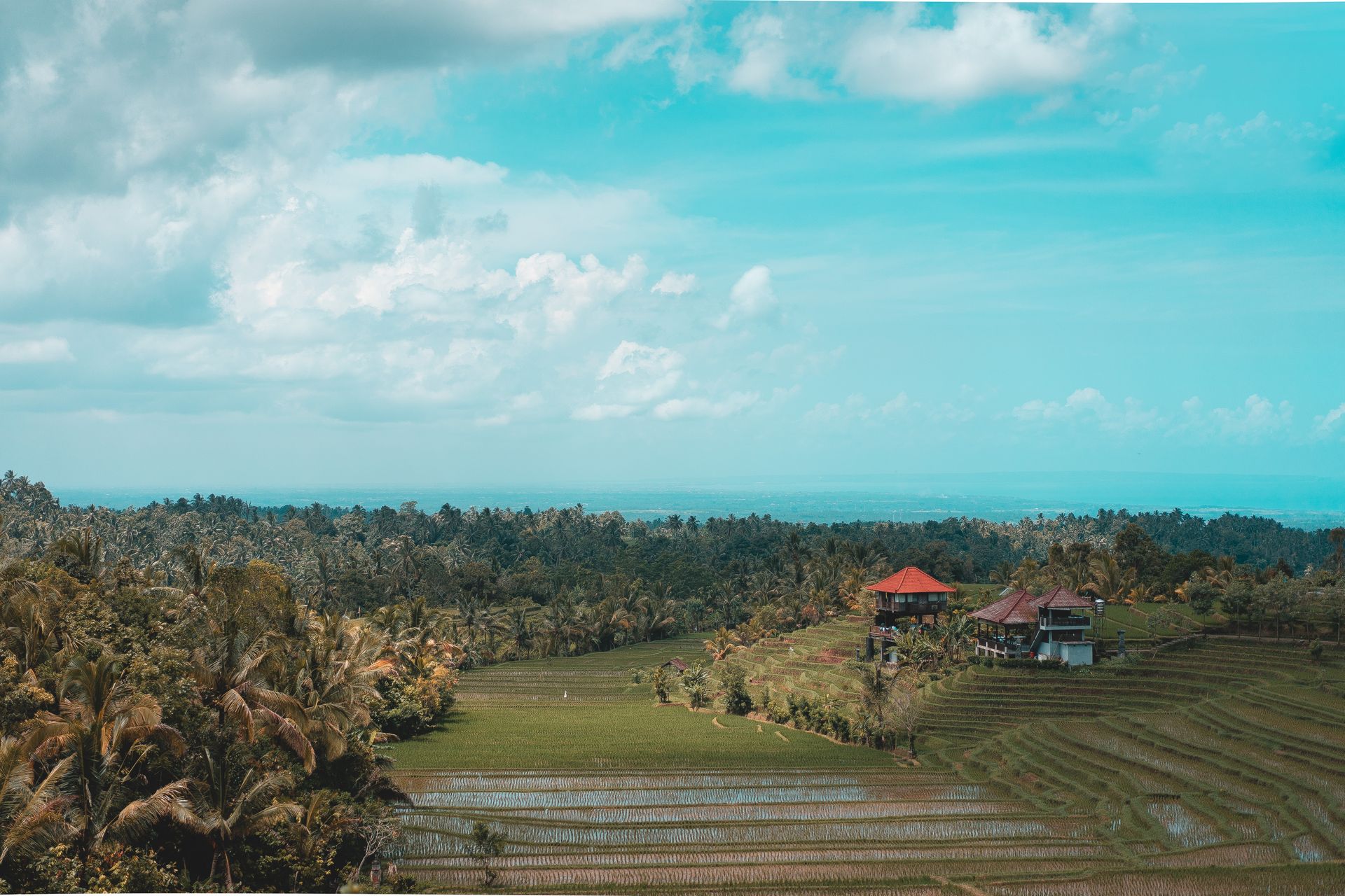 Rizière Bali